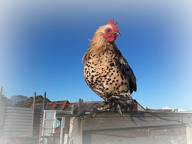 booted_bantam_header