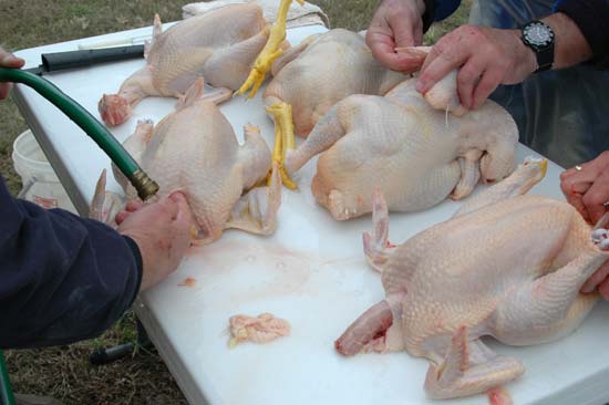 chicken cleaning