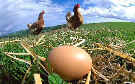 chicken_egg