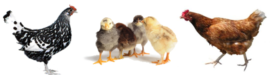 chicken_homepage_header chicken_homepage_header