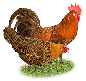 chicken_pair