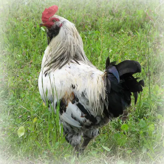 ameraucana_header ameraucana_header