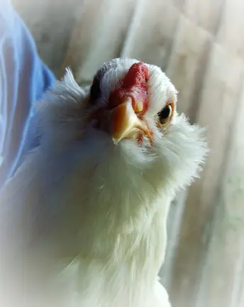 araucana header araucana header