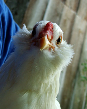 araucana hen araucana hen