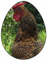 bantam page image