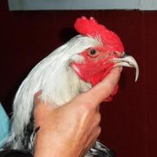 beak trim
