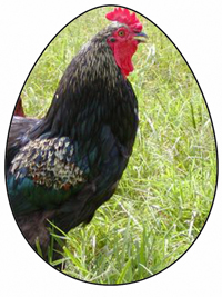 big breeds page image
