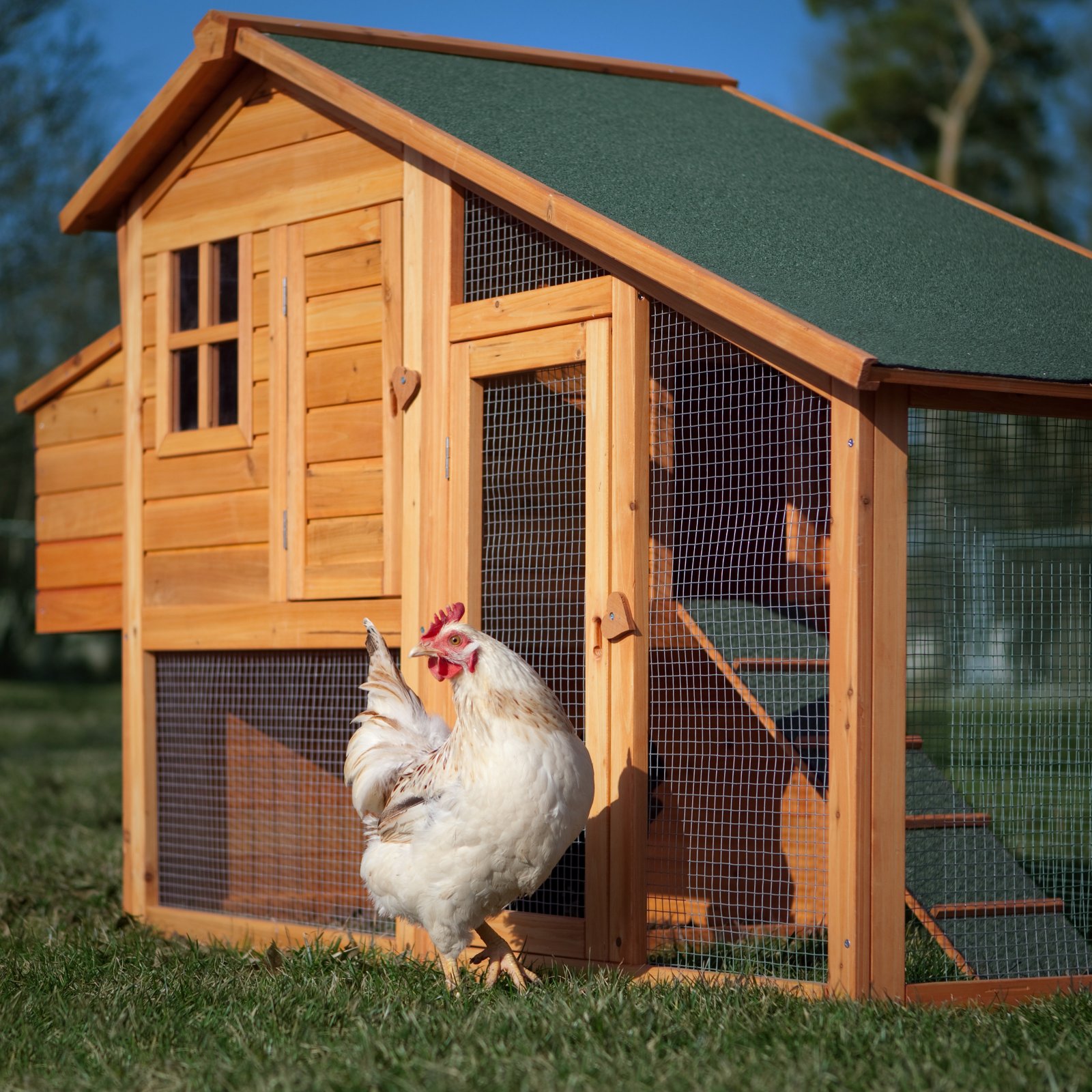 chicken coop