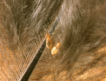 chicken mites