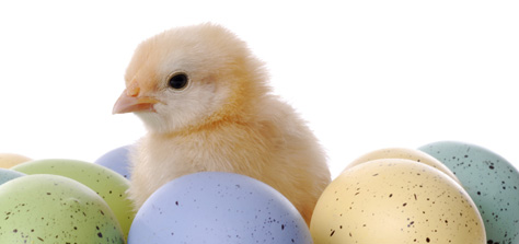 chicken eggs