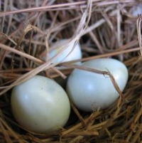 chicken eggs