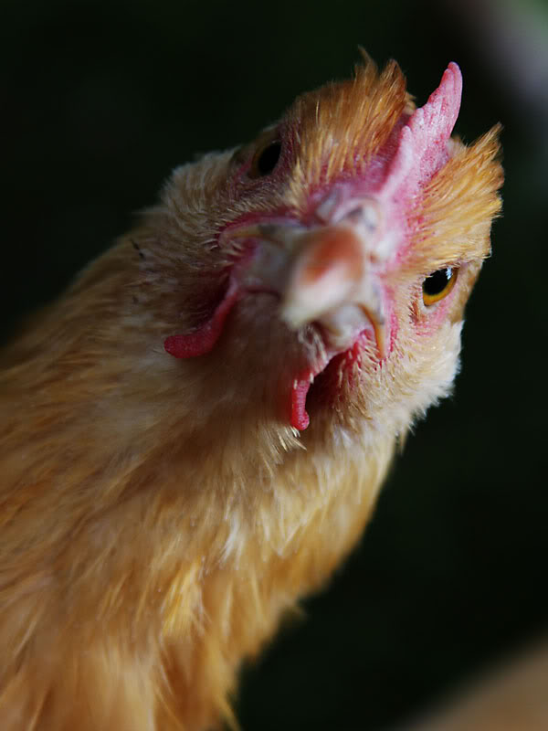 chicken face