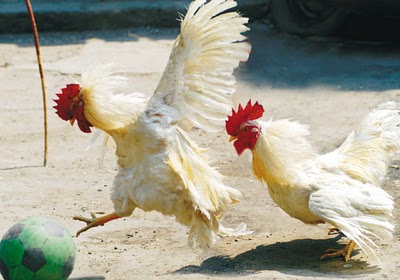 chicken_soccer