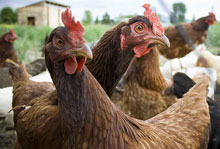 chickens_curious