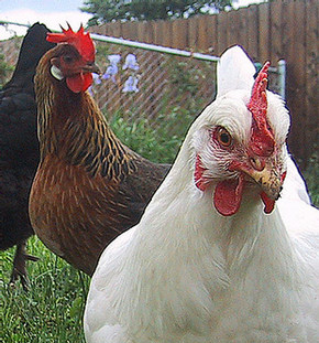 chickens looking