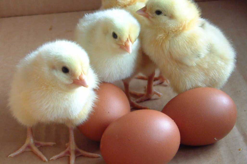 chicks and eggs