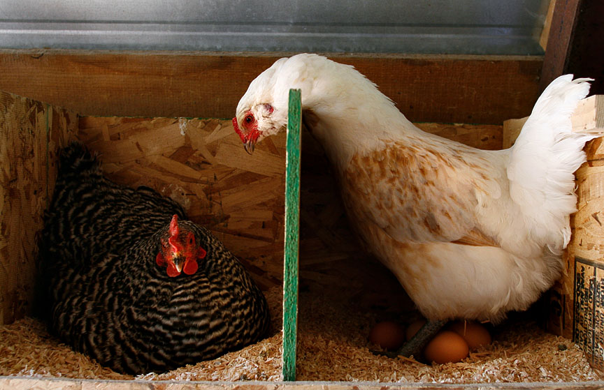 curious_hen