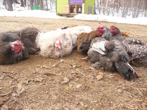 dust bath