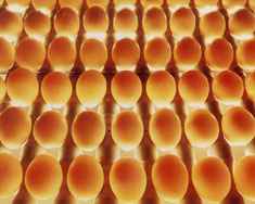 egg candling