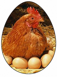 egg layers page image