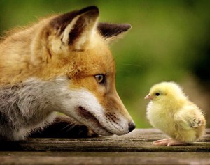 fox_and_chick