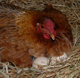 hen brooding