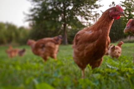 hot weather chickens