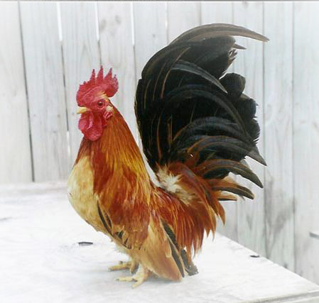 japanese_bantam_header