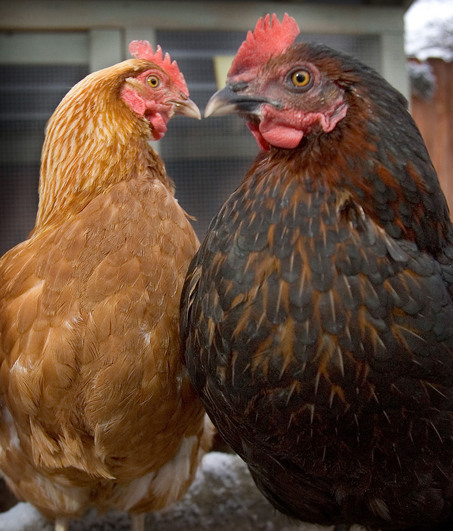 large chickens
