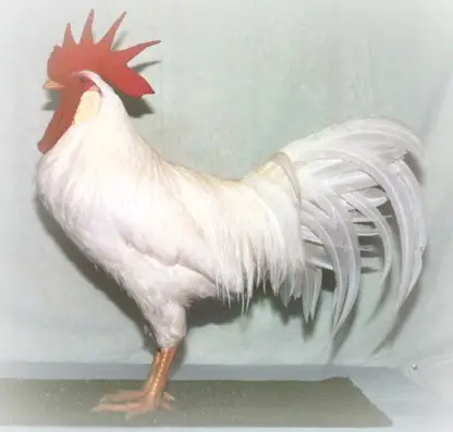 leghorn_header leghorn_header