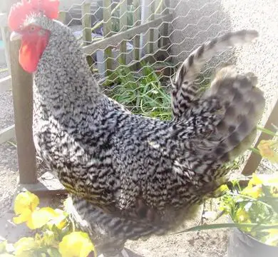 marans_header marans_header