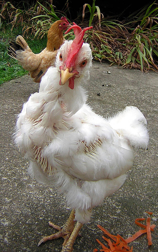 molting chicken