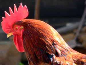 rooster culling