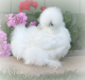 silkie_bantam_header