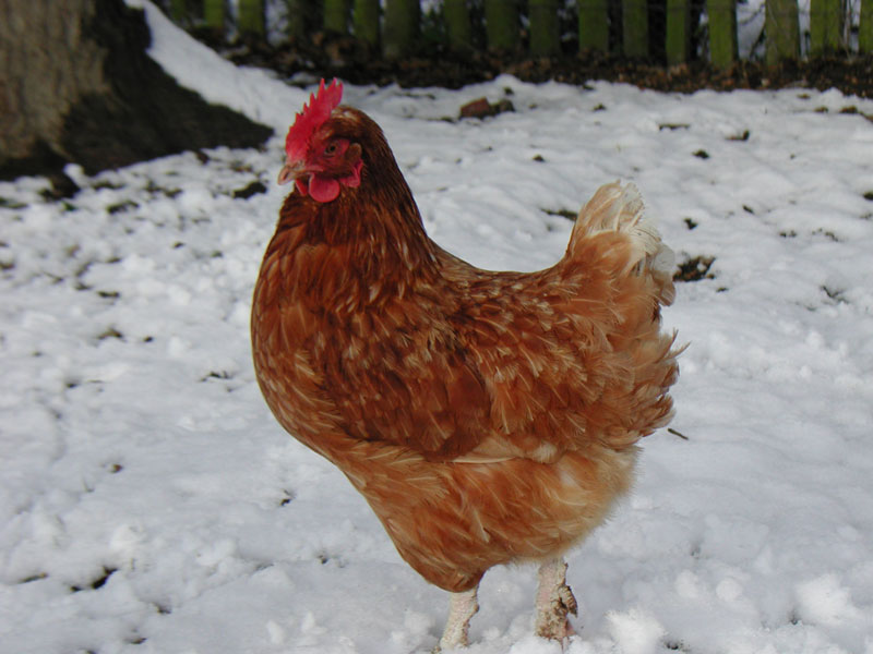 snow_chicken