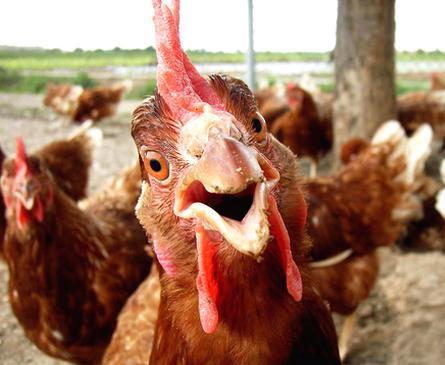 strange_chicken