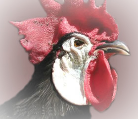 white-faced_black_spanish_header