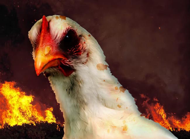 zombie chicken